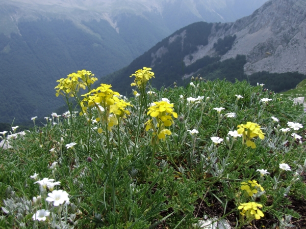Fioriture in quota